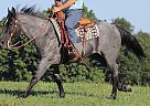 Quarter Horse - Horse for Sale in Casper, WY 82609 Quarter Horse - Horse for Sale in Casper, WY 82609