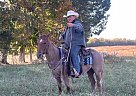 Quarter Horse - Horse for Sale in Casper, WY 82609 Quarter Horse - Horse for Sale in Casper, WY 82609