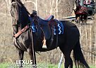 Friesian - Horse for Sale in Hesperia, MI 49421