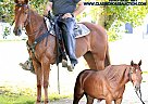 Missouri Fox Trotter - Horse for Sale in Wartrace, TN 37183