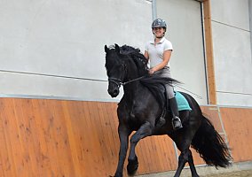 Reny (Friesian, Mare) in Tampa, FL