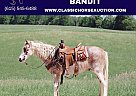Tennessee Walking - Horse for Sale in Gerald, MO 63037