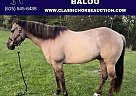 Quarter Horse - Horse for Sale in Gerald, MO 63037