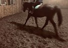 Le Premier - Gelding in Lowell, IN Le Premier - Gelding in Lowell, IN