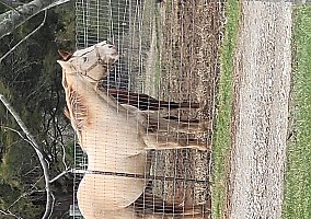 Quarter Horse (Quarter Horse, Gelding) in Raywick, KY