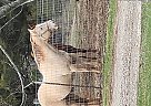 Quarter Horse - Horse for Sale in Raywick, KY 40060