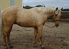 Skip & Dash Ike - Gelding in Milnor, ND Skip & Dash Ike - Gelding in Milnor, ND