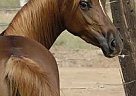 Arabian Mare
