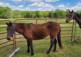 Quarter Horse (Quarter Horse, Mare) in Springville, TN