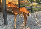 Hanoverian - Horse for Sale in Hernando, FL 34442