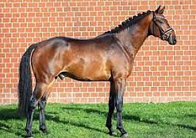 Standardbred (Standardbred, Gelding) in Birmingham, AL
