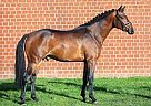 Standardbred - Horse for Sale in Birmingham, AL 35299