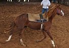 Dark Brown Quarter Horse for Ado... Quarter Horse Stallion
