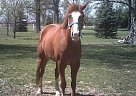 Reinrassige Quarter Horse f~r Ad... Quarter Horse Stallion