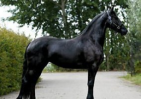 Friesian (Friesian, Mare) in Dallas, TX