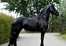 Friesian - Horse for Sale in Dallas, TX 75006