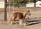 Miniature - Horse for Sale in Mohave Valley, AZ 86440
