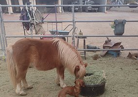 Miniature Horse (Miniature Horse, Mare) in Mohave Valley, AZ