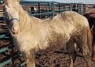Quarter Horse Stallion for Sale in Caldwell, Idaho Quarter Horse Stallion for Sale in Caldwell, Idaho