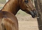 Arabian - Horse for Sale in Queen Creek, AZ 