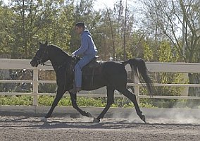 Arabian (Arabian, Mare) in Queen Creek, AZ