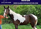 Tennessee Walking - Horse for Sale in winchester, TN 40391