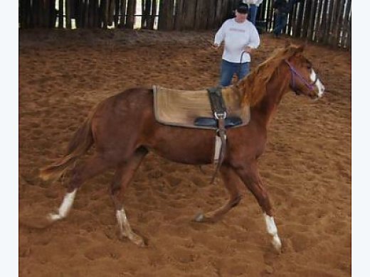 Dark Brown Quarter Horse for Adoption