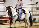Paint Stallion for Sale in Monroe, Oregon Paint Stallion for Sale in Monroe, Oregon