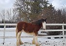 Rain - Mare in Viceroy, SK Rain - Mare in Viceroy, SK