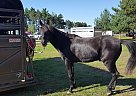 Freedom - Gelding in Stacy, MN Freedom - Gelding in Stacy, MN