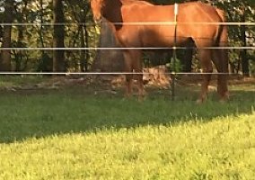 Missouri Fox Trotter (Missouri Fox Trotter, 3 yrs) in Marshfield, MO