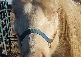 Foundation Bred AQHA Stud Prospect With Color! Spitfire