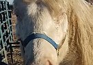 Foundation Bred AQHA Stud Prospe... Spitfire