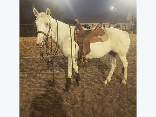 Horse for Sale