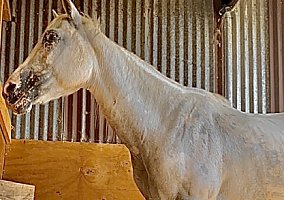 Quarter Horse (Quarter Horse, Mare) in San Antonio, TX