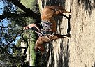 Other - Horse for Sale in Moorpark, CA 93021 Other - Horse for Sale in Moorpark, CA 93021