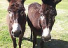 Jingle/Belle - Mare in Louise, TX Jingle/Belle - Mare in Louise, TX