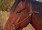 Quarter Horse - Horse for Sale in Warner, AB T0K 2L0