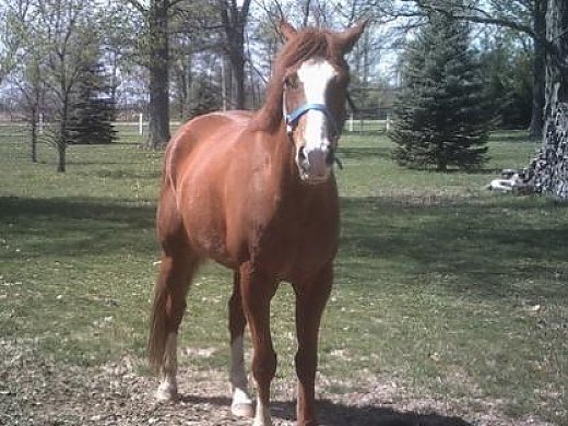 Reinrassige Quarter Horse f~r Adoption