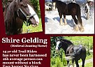 Danagain - Gelding in Greene, NY Danagain - Gelding in Greene, NY