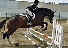 Warmblood - Horse for Sale in Ashland, OR 97520 Warmblood - Horse for Sale in Ashland, OR 97520