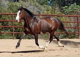 Warmblood (Warmblood, Mare) in Ashland, OR