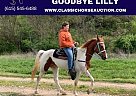 Tennessee Walking - Horse for Sale in Winchester, KY 40391