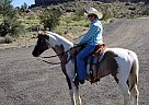 Pinto - Horse for Sale in Golden Valley, AZ 86413