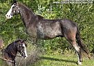 Tennessee Walking - Horse for Sale in Whitley City Ky, TN 42653