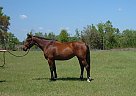 Very Talented6YO Premium Holstei... Warmblood Mare
