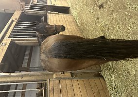 Mustang (Mustang, Mare) in Amboy, WA