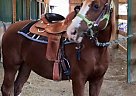 Great Trail Horse Docs Jameen Tivio
