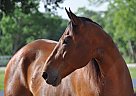 Sexy Shooter - Gelding in Huntsville, TX Sexy Shooter - Gelding in Huntsville, TX