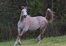 Arabian Arabian Stallion